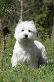 WESTIE 086